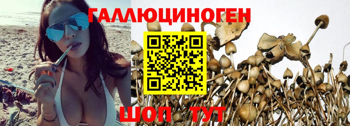Гулькевичи  Псилоцибиновые грибы Cubensis  Вход с VPN 